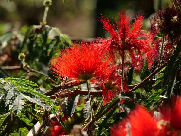 Eine Nahaufnahme Blühender Roter Calliandra Blumen — Stockfoto