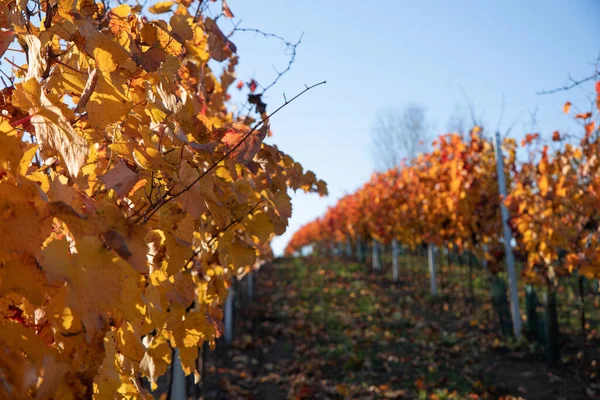 Een Close Shot Van Herfstbomen Het Veld Overdag — Stockfoto