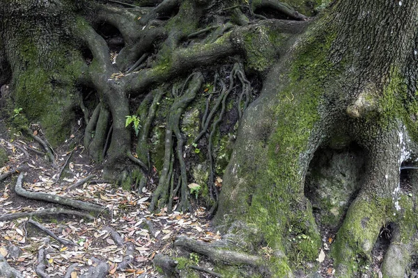 木の根のクローズアップショット — ストック写真