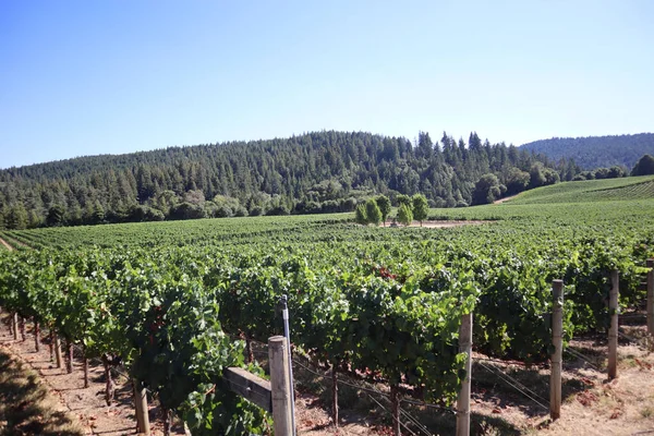 Vingård Med Stora Träd Bakgrunden Nära Mendocino Kalifornien — Stockfoto