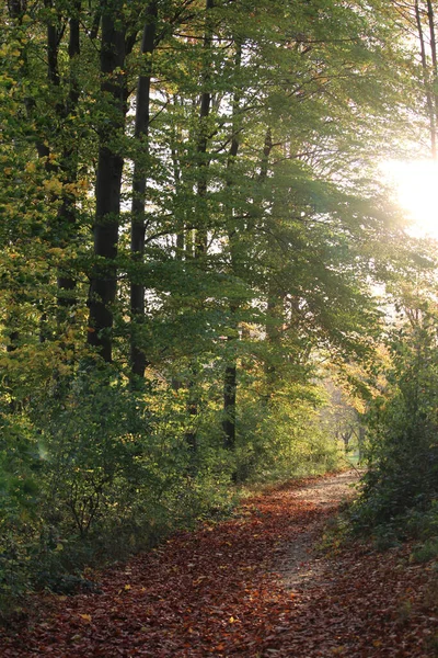 Una Hermosa Toma Callejón Vacío Árboles Altos Bosque Durante Amanecer — Foto de Stock