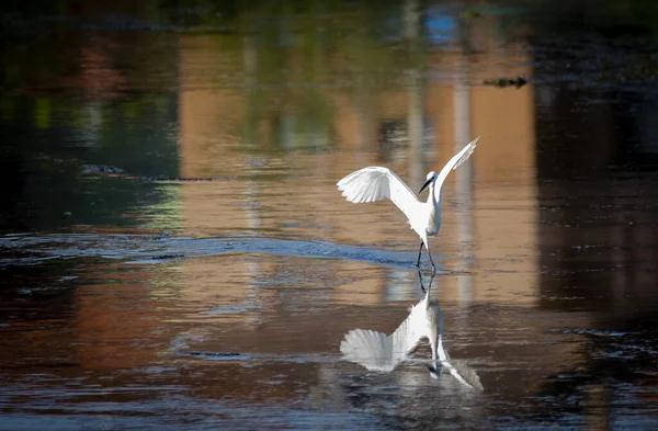 Belo Tiro Pássaro Branco Preparando Para Voo Lago — Fotografia de Stock