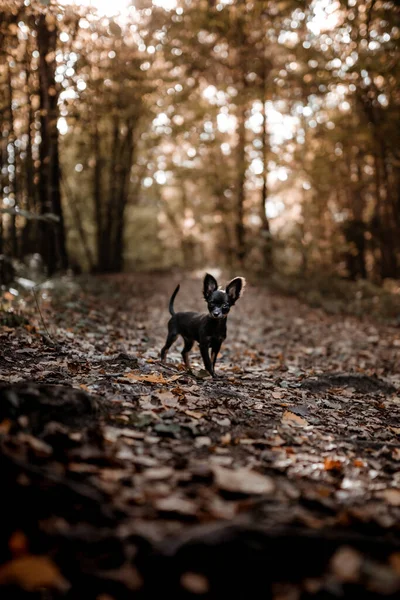 Eine Selektive Fokusaufnahme Eines Lustigen Englischen Toy Terriers Beim Gehen — Stockfoto
