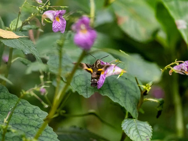 Faucon Colibri Volant Près Des Fleurs Long Une Rivière Yamato — Photo