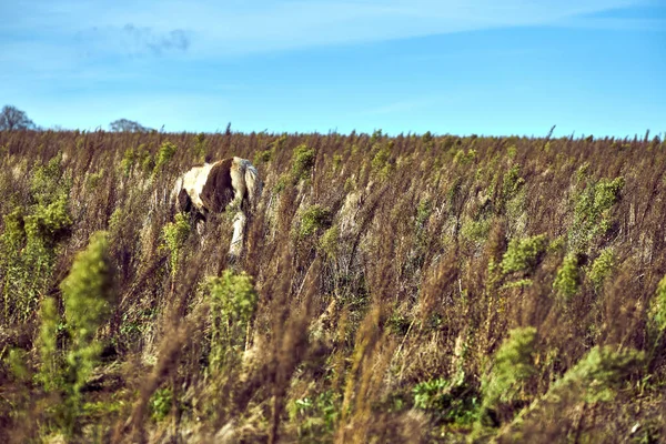 Ein Verstecktes Pferd Auf Einem Feld Mit Langen Gräsern — Stockfoto