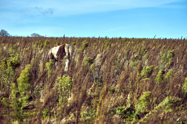 Een Verborgen Paard Een Veld Met Lange Grassen — Stockfoto