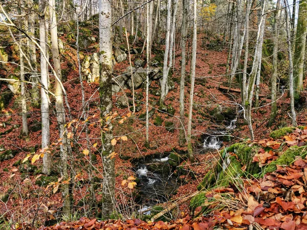 Piękne Ujęcie Małej Rzeki Kolorowym Jesiennym Parku Bokeskogen Larvik Norwegia — Zdjęcie stockowe