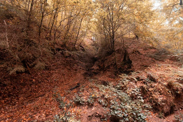 秋の森からの美しいショット — ストック写真