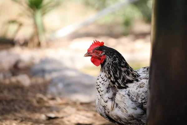一个有选择的焦点镜头 一只Wyandotte鸡在鸡舍的拐角处偷窥 — 图库照片