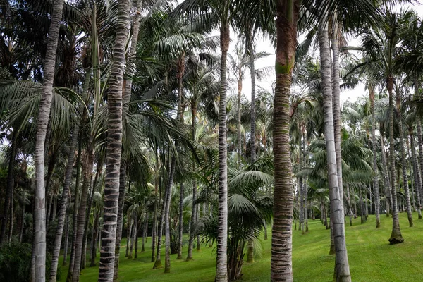 美丽的热带棕榈树森林照片 — 图库照片