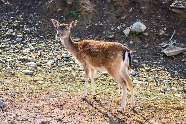 Gros Plan Une Jolie Femelle Cerf — Photo