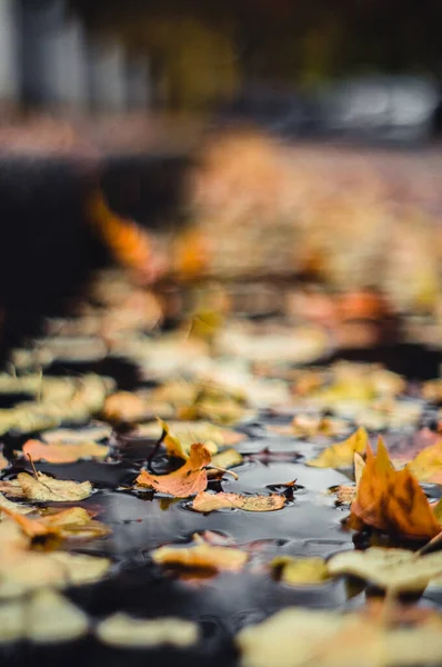 Vertical Shot Autumnal Leaves Floating Water — Stock Photo, Image