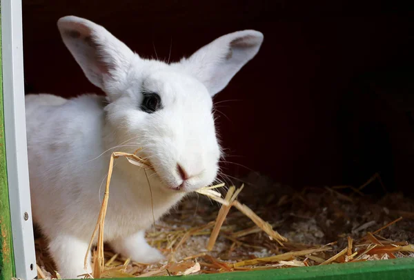 Närbild Söt Kanin Öron Upp Äta Ladan — Stockfoto