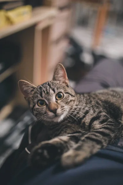 一只可爱的条纹猫凝视着摄像机的选择性镜头 — 图库照片