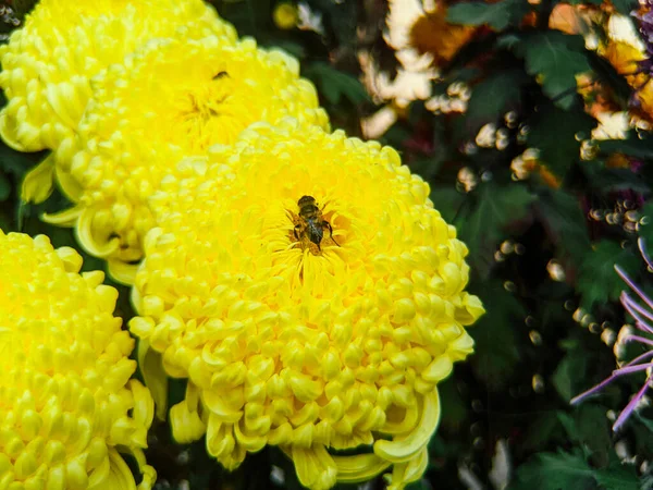 Een Close Shot Van Bijen Bestuiven Gele Bloemen — Stockfoto