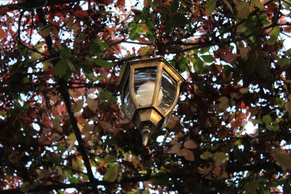 Tiro Ângulo Baixo Uma Lanterna Metálica Antiga Pendurada Planta Creeper — Fotografia de Stock