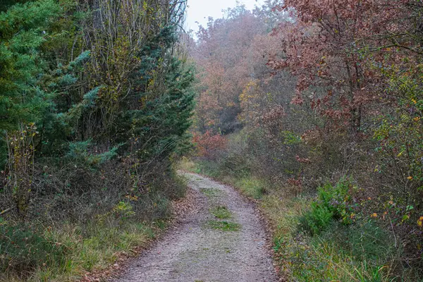 Eine Straße Umgeben Von Bunten Herbstbäumen Naturschutzgebiet Las Tuerces Spanien — Stockfoto