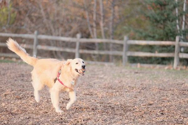 Ein Labrador Mit Einem Ball Freien — Stockfoto