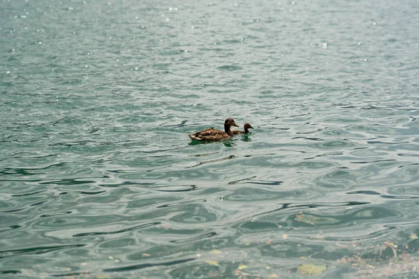 Detailní Záběr Dvou Roztomilých Kachen Plavání Lake Bled Slovinsko Dne — Stock fotografie