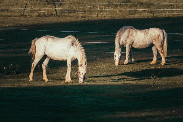 2頭の白い馬が緑の畑で放牧され — ストック写真