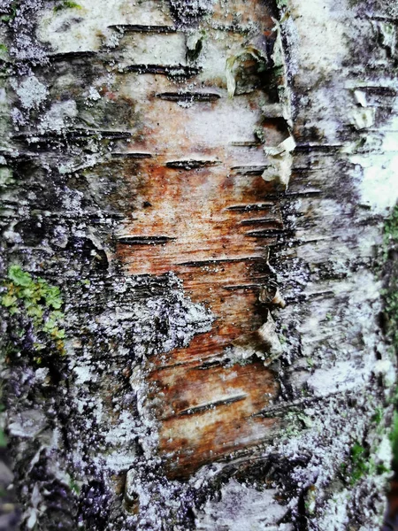 Close Uma Árvore Bétula Casca Textura — Fotografia de Stock