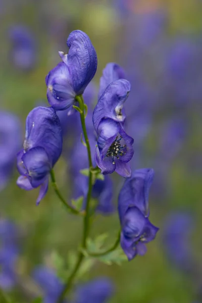 Tiro Foco Seletivo Uma Bela Flor Monkshood Azul — Fotografia de Stock