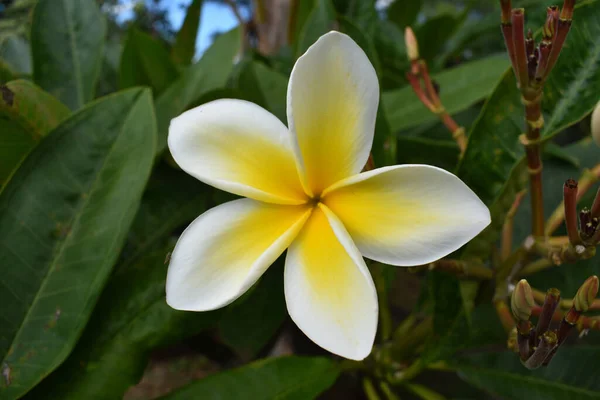 Egy Gyönyörű Plumeria Virág Közelsége — Stock Fotó