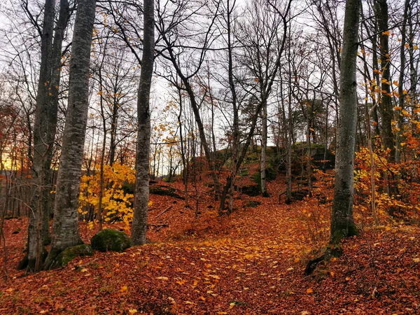 Magas Fák Egy Erdőben Norvégiában Elfogták Ősszel — Stock Fotó