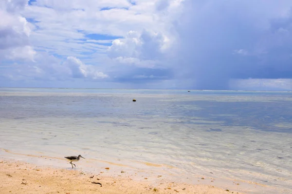 Enda Vanlig Gröngöling Fågel Går Stranden Molnig Himmel — Stockfoto