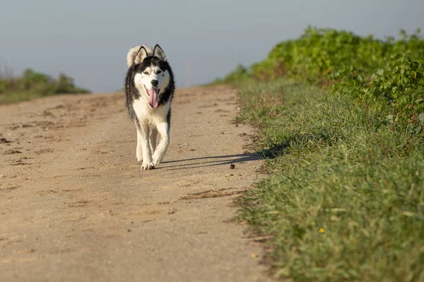 Egy Közeli Kép Egy Husky Ról Amint Nappal Sétál Zöldben — Stock Fotó