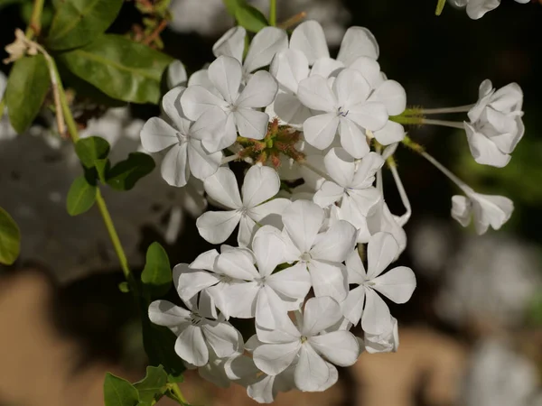 Closeup Shot White Blooming Leadworts Flowers — Stock Photo, Image