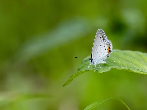 日本の公園で白い羽を持つ蝶のクローズアップショット — ストック写真