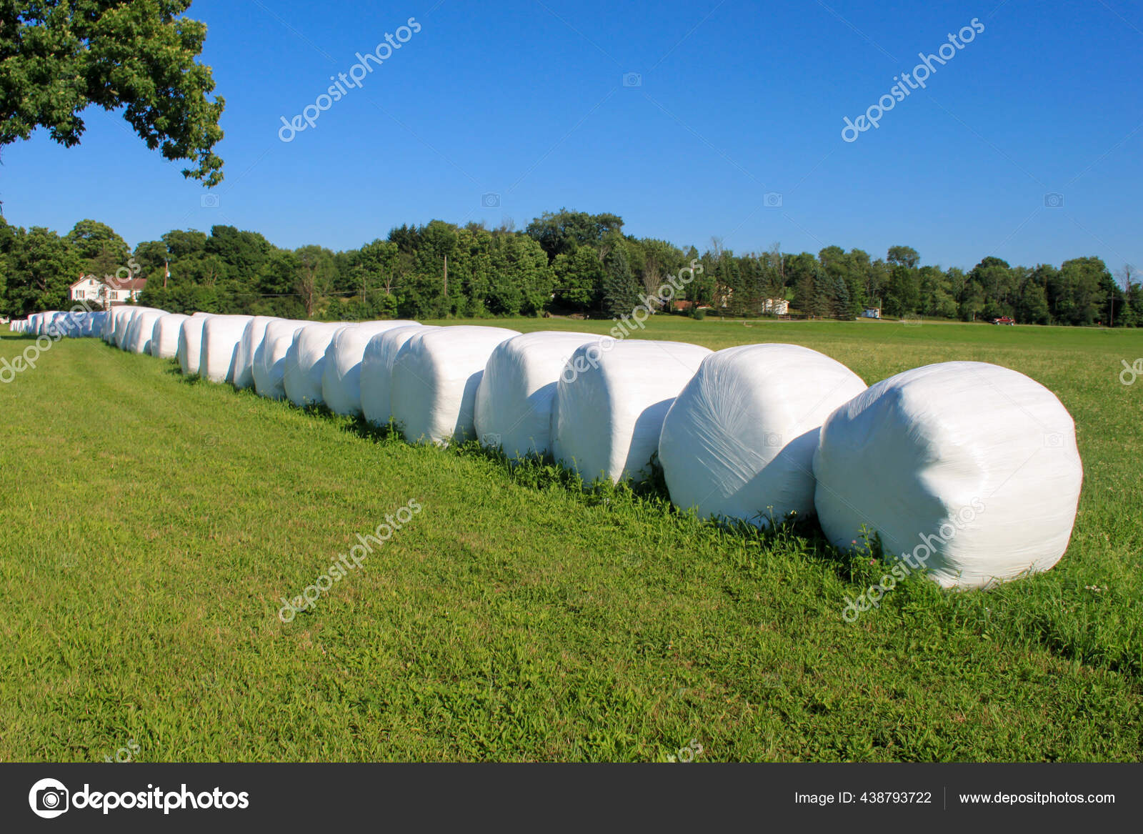 Hay Bales Wrapped White Plastic Shipping Lined Ready Sale Farm Stock Photo Image By C Wirestock Hay Bales Wrapped White Plastic Shipping Lined Ready Sale Farm Stock Photo Image By C Wirestock