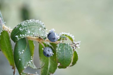 A selective focus closeup of a frosted blueberry branch with a blueberry fruit clipart
