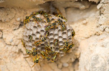 A closeup of bees on a large paper wasp nest under the sunlight in Malta clipart