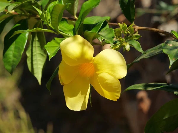 Primer Plano Una Flor Amarilla Campanario — Foto de Stock