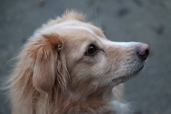 一个可爱的金毛猎犬的选择性焦点镜头 — 图库照片