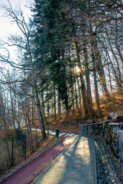 Eine Senkrechte Aufnahme Einer Gasse Durch Den Herbstpark Bei Sonnenuntergang — Stockfoto