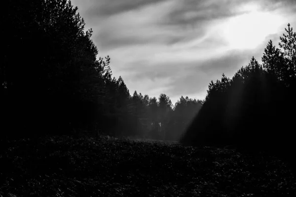 Eine Graustufenaufnahme Der Silhouette Der Bäume Einem Wald Einem Bewölkten — Stockfoto