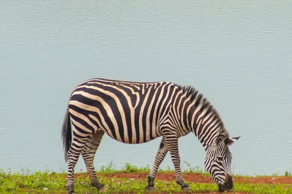 View Zebra Eating Grass Lake — Stock Photo, Image