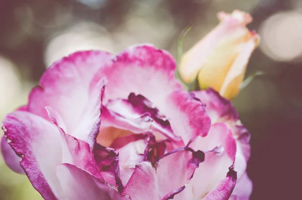 Μια Επιλεκτική Φωτογραφία Ενός Όμορφου Τριαντάφυλλου — Φωτογραφία Αρχείου