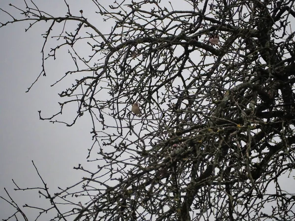 一只鸟栖息在秋天的树上 在多云的天空下 — 图库照片