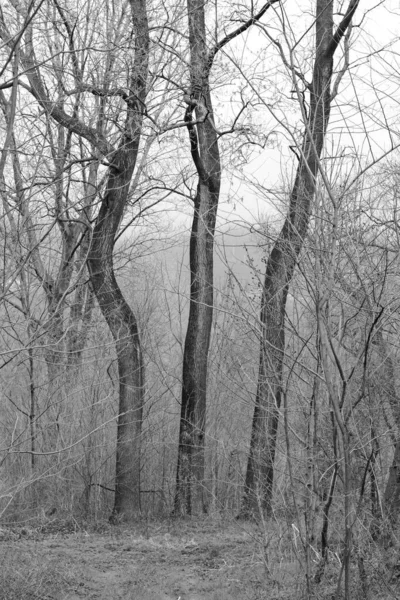 Eine Graustufenaufnahme Hoher Bäume Wald — Stockfoto