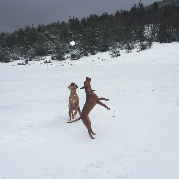 Die Zwei Braunen Hunde Die Schnee Auf Dem Hintergrund Von — Stockfoto