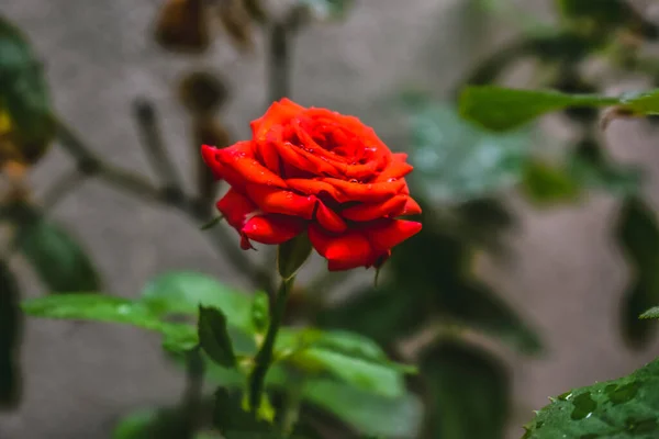Вибірковий Фокус Крупним Планом Червона Троянда Саду — стокове фото