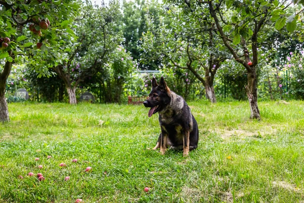 Černý Německý Ovčák Zelené Trávě — Stock fotografie