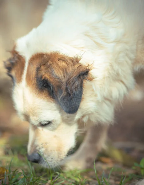 Pionowe Ujęcie Słodkiego Białego Psa Jedzącego Trawę Rozmytym Tle — Zdjęcie stockowe