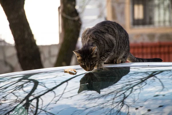 Gato Tabby Sentado Superficie Vidrio Con Reflejo Aire Libre — Foto de Stock