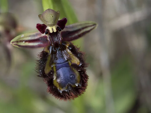 Gros Plan Une Orchidée Bourdon Poussant Dans Parc — Photo