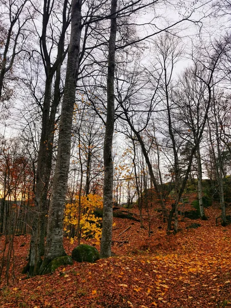 Tiro Vertical Das Árvores Altas Uma Floresta Noruega Capturado Durante — Fotografia de Stock